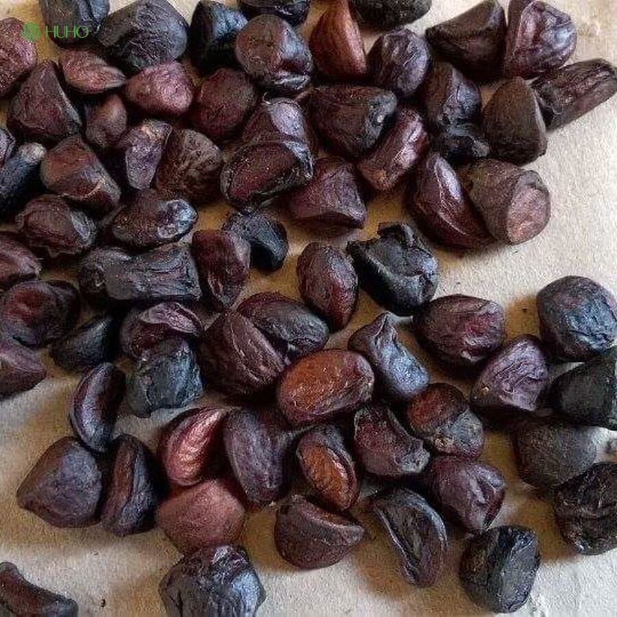  Ngoài ra trong hạt dổi còn chứa tinh dầu với hoạt chất safrol, nhờ đó hạt dổi có khả năng hỗ trợ tiêu hóa, chữa đau bụng, khó tiêu, chống oxy hóa và kháng viêm hiệu quả. Rất nhiều lương y đã sử dụng hạt dổi trong các bài thuốc chữa bệnh dân gian của mình.