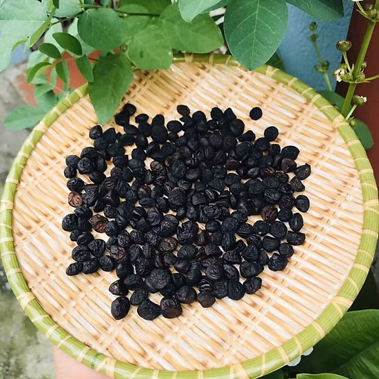 Ngoài ra, hạt dổi cũng được bà con Tây Bắc ướp thịt, ướp cá hoặc thịt trâu gác bếp, thịt lợn gác bếp… Vì vậy giá hạt dổi càng về cuối năm càng cao, có khi lên đến 4 triệu đồng/kg.