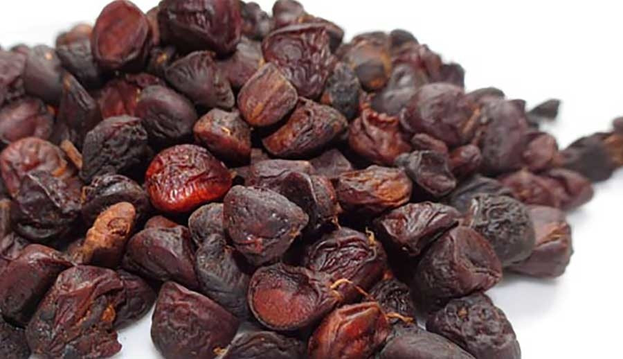 Những cây dổi có tuổi từ 60 - 70 năm sẽ cho khoảng 50 - 60kg hạt khô mỗi mùa. Thương lái đến tận nơi thu mua với giá 1 triệu/kg, có khi hiếm hàng còn lên tới 3 triệu/kg.