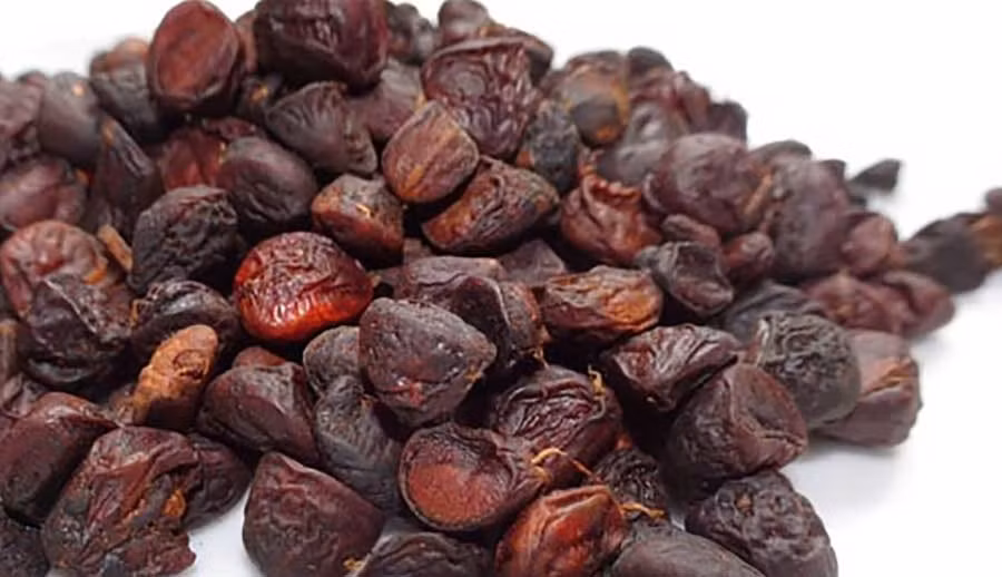 Những cây dổi có tuổi từ 60 - 70 năm sẽ cho khoảng 50 - 60kg hạt khô mỗi mùa. Thương lái đến tận nơi thu mua với giá 1 triệu/kg, có khi hiếm hàng còn lên tới 3 triệu/kg.