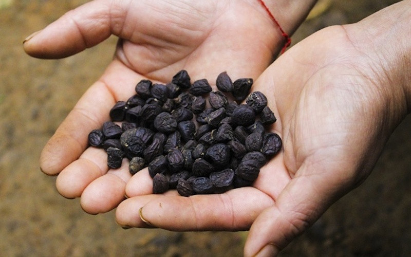 Bên cạnh việc thu hoạch hạt dổi từ rừng, khoảng mười năm trở lại đây, người dân ở một số khu vực đã bắt đầu trồng dổi. Tuy nhiên, dổi trồng có giá thấp hơn hẳn so với dổi tự nhiên. Có hai loại hạt dổi là dổi nếp và dổi tẻ.