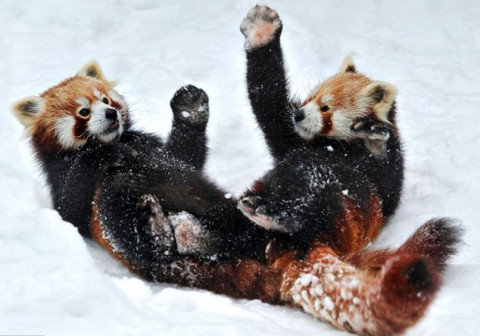 Trong bức ảnh, là hai chú gấu trúc đỏ đang luyện kungfu trên tuyết.