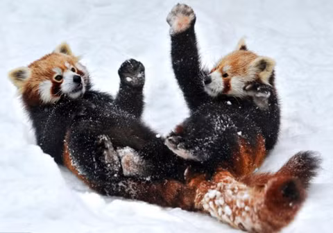 Trong bức ảnh, là hai chú gấu trúc đỏ đang luyện kungfu trên tuyết.