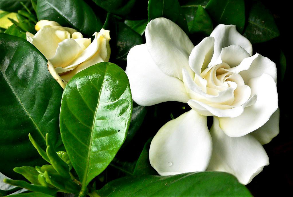  4. Người xưa nói: Dành dành - tình yêu thầm kín: Dành dành (Gardenia) là một loại hoa rất phổ biến được duy trì ở nhiều hộ gia đình. Cây cảnh này có lá màu xanh ngọc lục bảo và hoa trắng không tì vết, cũng như hương thơm dành dành độc đáo, được mọi người vô cùng yêu thích.