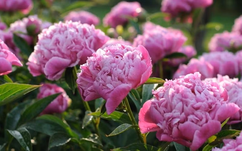  Ngoài tự nhiên, có những cây mẫu đơn đã sống hàng trăm năm, trên cây mọc đầy hoa, vừa đẹp vừa thơm, duyên dáng, đắt giá, nhìn đã thấy phú quý, thịnh vượng.