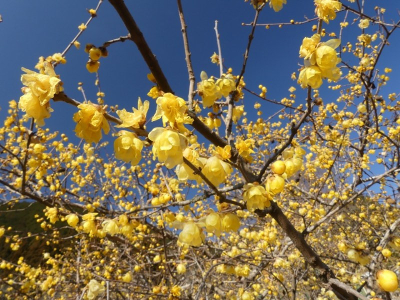  3. Người xưa nói: Lạp mai ngọt ngào. Lạp mai (tên khoa học là Chimonanthus praecox họ Lạp mai (Calycanthaceae). Tên tiếng Anh của cây cảnh này nghĩa là "Mùa đông ngọt ngào" (Wintersweet).