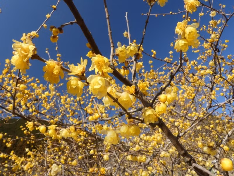  3. Người xưa nói: Lạp mai ngọt ngào. Lạp mai (tên khoa học là Chimonanthus praecox họ Lạp mai (Calycanthaceae). Tên tiếng Anh của cây cảnh này nghĩa là "Mùa đông ngọt ngào" (Wintersweet).
