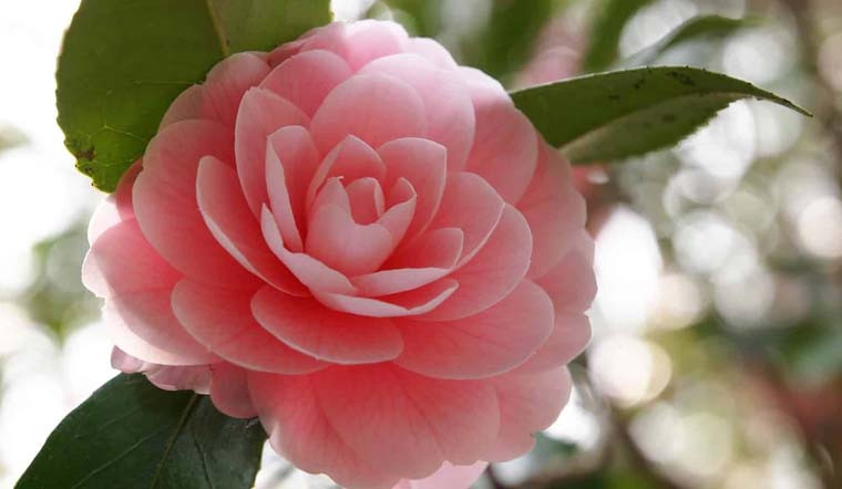  2. Người xưa nói: Hoa trà - quý ông giữa khu vườn: Hoa trà (Camelia) được coi là một trong mười loài hoa nổi tiếng hàng đầu, hoa rất nhiều, đẹp, thời gian ra hoa kéo dài và có đến gần 3.000 giống.