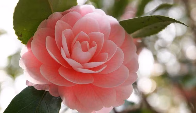  2. Người xưa nói: Hoa trà - quý ông giữa khu vườn: Hoa trà (Camelia) được coi là một trong mười loài hoa nổi tiếng hàng đầu, hoa rất nhiều, đẹp, thời gian ra hoa kéo dài và có đến gần 3.000 giống.