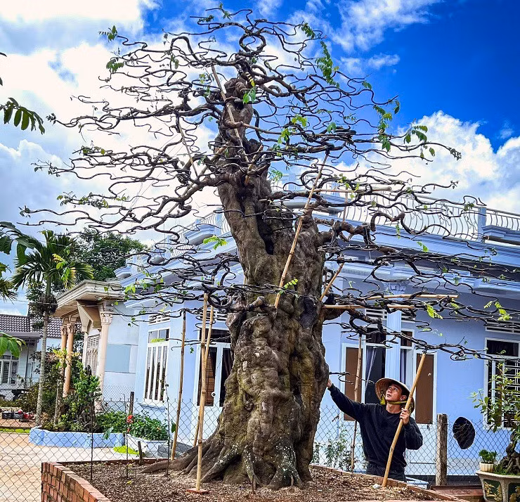 Khoi nghiep thu hang ty dong/nam tu loai cay nhieu nguoi ngan can-Hinh-3