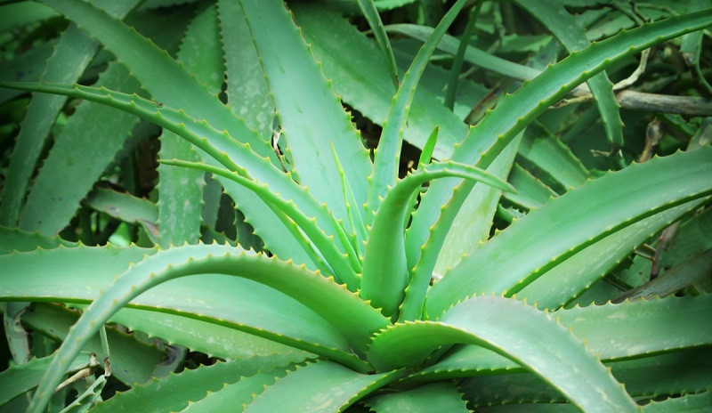  Phát ra oxy vào ban đêm, cây cảnh này giúp mọi người có giấc ngủ sâu hơn. Một điểm thú vị của loại cây này là khi hàm lượng chất độc trong nhà ở mức cao, thân cây sẽ xuất hiện những đốm nâu. Khi đó, chủ nhà có thể dễ dàng nhận biết để khắc phục. Nha đam còn có tác dụng điều trị các vết bỏng, vết côn trùng cắn.