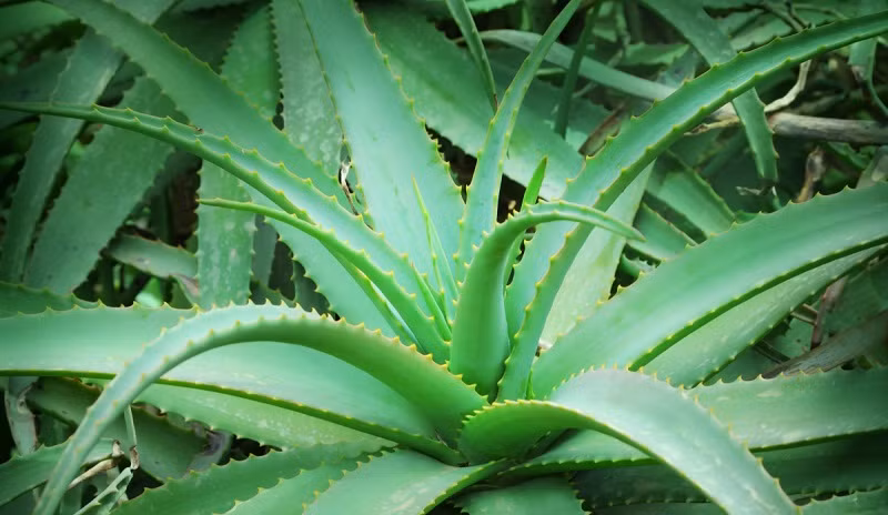  Phát ra oxy vào ban đêm, cây cảnh này giúp mọi người có giấc ngủ sâu hơn. Một điểm thú vị của loại cây này là khi hàm lượng chất độc trong nhà ở mức cao, thân cây sẽ xuất hiện những đốm nâu. Khi đó, chủ nhà có thể dễ dàng nhận biết để khắc phục. Nha đam còn có tác dụng điều trị các vết bỏng, vết côn trùng cắn.