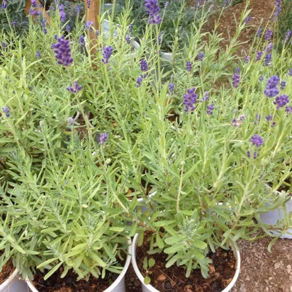  Cây Oải hương: Loại cây này có thể sử dụng để điều trị chứng mất ngủ, lo lắng. Hoa oải hương làm chậm nhịp tim, hạ huyết áp và giảm căng thẳng. Theo kết quả nghiên cứu, ngửi mùi cây cảnh này giúp con người an thần và ngủ sâu giấc. Về mặt phong thủy, cây oải hương giúp tăng nguồn năng lượng mới, thu hút vượng khí.