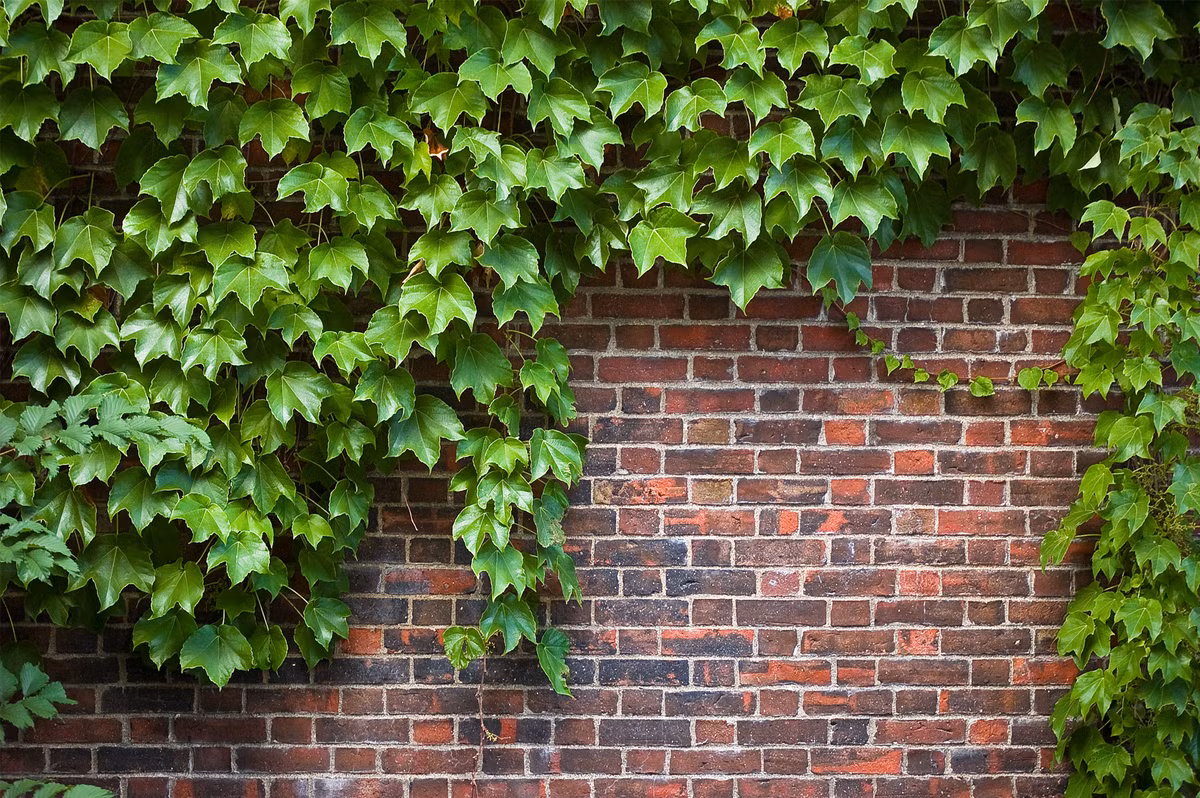  Đây là nguồn khí độc hại do các đồ dùng bằng gỗ, hay gỗ ép, gỗ dán tường, đồ nhựa có trong phòng thải ra. Từ đó có thể giảm thiểu được khí hại đến sức khỏe cho chúng ta, mang đến bầu không khí trong lành, giúp cho bạn ngủ ngon hơn. Trong phong thủy phòng ngủ, loại cây này biểu trưng cho sức sống mãnh liệt, mang lại may mắn và bình an cho gia chủ. 