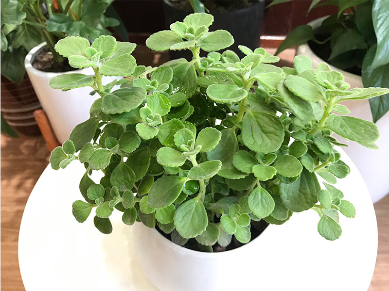 ##b### Nhất mạt hương: Trong phong thủy, cây nhất mạt hương mang đến cho gia chủ tài lộc, may mắn, tiền tài danh vọng. Bên cạnh đó, nó còn tránh làm mất đi tiền bạc, giúp nắm bắt được thời cơ, vận may đến kịp thời (nhất là người tuổi Hợi). Do đó, bạn nên trồng một chậu nhất mạt ương mini trong phòng ngủ.