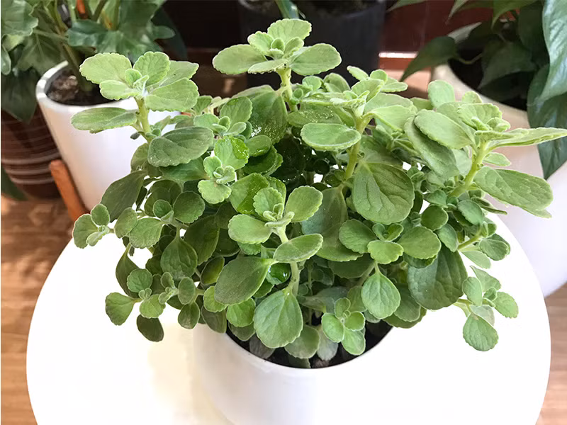  Nhất mạt hương: Trong phong thủy, cây nhất mạt hương mang đến cho gia chủ tài lộc, may mắn, tiền tài danh vọng. Bên cạnh đó, nó còn tránh làm mất đi tiền bạc, giúp nắm bắt được thời cơ, vận may đến kịp thời (nhất là người tuổi Hợi). Do đó, bạn nên trồng một chậu nhất mạt ương mini trong phòng ngủ.