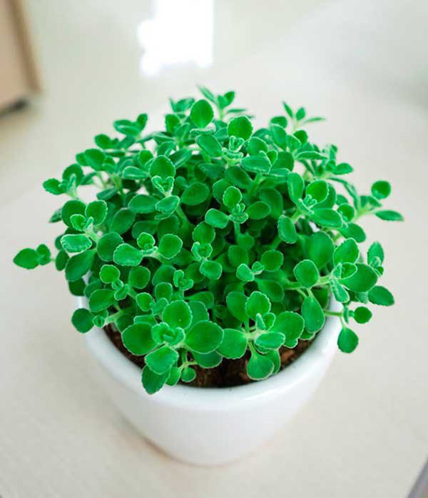 Cây nhất mạt hương với mùi thơm dịu nhẹ có khả năng xua đuổi muỗi, giúp không gian phòng ngủ trong lành mà thơm ngát. Cây cảnh chịu bóng và chịu hạn khá tốt, sức sống mạnh mẽ nên không cần chăm sóc nhiều. 