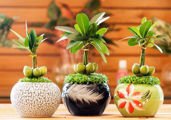  Cửa ra vào: Cửa nhà là một vị trí quan trọng trong phong thuỷ vì tất cả các dòng năng lượng đều đi qua khu vực này. Theo quan điểm phong thủy, cây tài lộc có thể đặt ở cửa ra vào. Bởi vì cửa ra vào là nơi duy nhất để khí may mắn vào phòng, nhưng khí may mắn chắc chắn sẽ bị lẫn với tà khí và ô uế. Và cây tài lộc được đặt ở đây có thể ngăn chặn tà khí, rác rưởi vào phòng, điều chỉnh cân bằng phong thủy trong phòng. 