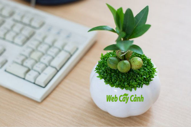  Phòng làm việc: Bạn có thể đặt cây tài lộc đặt trong văn phòng hoặc không gian làm việc để mang lại sự thịnh vượng và dồi dào tài chính.