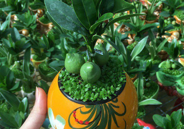  Bạn có thể đặt cây ở 2 bên cửa nhà để làm chậm dòng chảy của năng lượng, tạo ra một bầu không khí nhẹ nhàng và mời gọi hơn. Cửa nhà là một vị trí quan trọng trong phong thuỷ vì tất cả các dòng năng lượng đều đi qua khu vực này. 