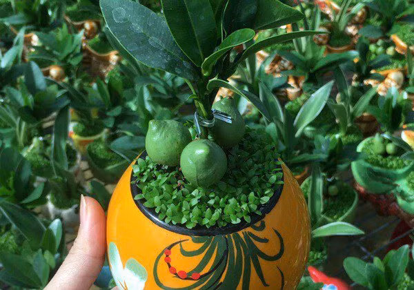  Bạn có thể đặt cây ở 2 bên cửa nhà để làm chậm dòng chảy của năng lượng, tạo ra một bầu không khí nhẹ nhàng và mời gọi hơn. Cửa nhà là một vị trí quan trọng trong phong thuỷ vì tất cả các dòng năng lượng đều đi qua khu vực này. 