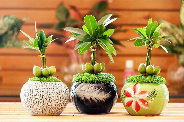 Bên cạnh ý nghĩa về phong thủy, cây tài lộc còn mang đậm ý nghĩa tinh thần. Cây tài lộc cùng cỏ may mắn có khả năng kết hợp hài hòa với nhau, thích hợp để bàn làm việc. Màu xanh mát mắt, dễ chịu giúp người sở hữu như được tiếp thêm năng lượng mỗi khi ngắm nhìn.