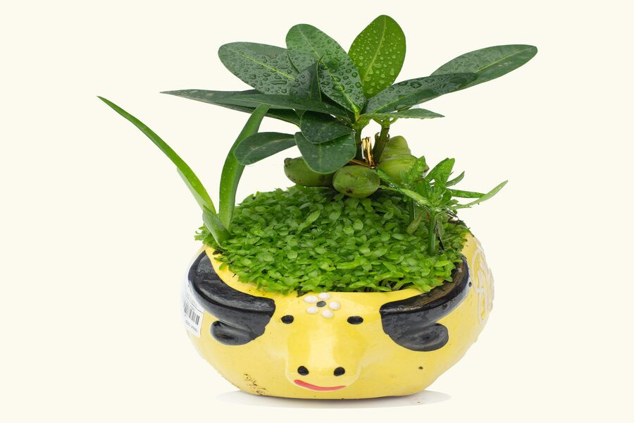  Theo phong thủy, tượng thần tài có thể bảo vệ sự an toàn cho cả gia đình nhưng cây tài lộc đặt đối diện với tượng thần sẽ tạo thành va chạm với tượng thần tài.