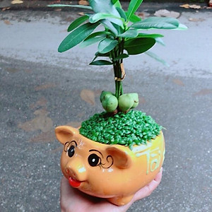  Còn dưới góc độ phong thủy, âm khí trong phòng tắm nặng, trong khi cây tài lộc là cây thuộc dương, hai khí này sẽ tạo thành thế xung, không có lợi cho tài lộc của gia đình.