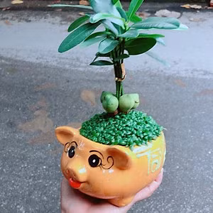  Còn dưới góc độ phong thủy, âm khí trong phòng tắm nặng, trong khi cây tài lộc là cây thuộc dương, hai khí này sẽ tạo thành thế xung, không có lợi cho tài lộc của gia đình.