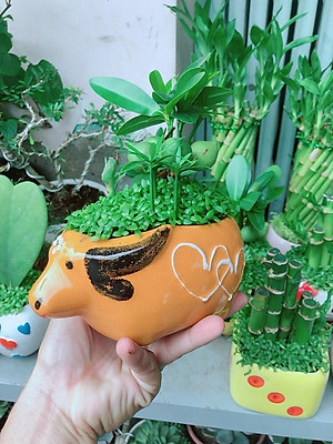  Đặt gần phòng tắm: Vị trí thứ 3 không nên đặt cây tài lộc gần phòng tắm bởi dưới góc độ nhân giống, cây tài lộc là loại cây ưa nắng, không ưa ẩm ướt, nếu để cây tài lộc gần nhà tắm trong thời gian dài, môi trường ẩm ướt sẽ không có lợi cho sự phát triển của cây. 