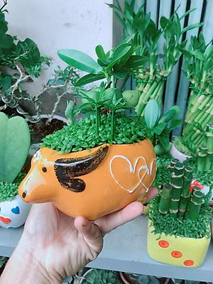  Đặt gần phòng tắm: Vị trí thứ 3 không nên đặt cây tài lộc gần phòng tắm bởi dưới góc độ nhân giống, cây tài lộc là loại cây ưa nắng, không ưa ẩm ướt, nếu để cây tài lộc gần nhà tắm trong thời gian dài, môi trường ẩm ướt sẽ không có lợi cho sự phát triển của cây. 