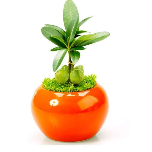  Đặt cây tài lộc ở đâu mới đúng? Các vị trí đẹp đặt cây như: Bàn tiếp khách, bàn lễ tân, bàn làm việc, đại sảnh ra vào, ban thờ thổ công, cạnh cửa sổ đón nắng,...Cây thuộc hành mộc nên đặt vị trí tốt nhất là hướng Đông Nam, hướng Nam và các góc phía Đông là những điểm phong thủy tốt nhất để đặt cây tài lộc. 