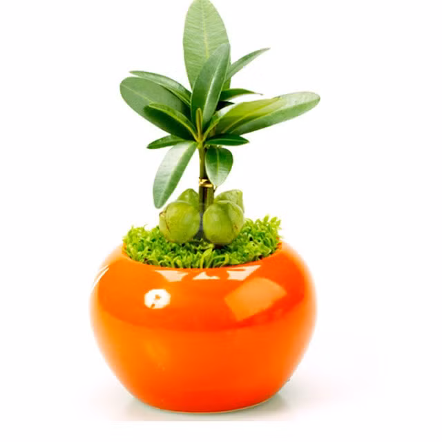  Đặt cây tài lộc ở đâu mới đúng? Các vị trí đẹp đặt cây như: Bàn tiếp khách, bàn lễ tân, bàn làm việc, đại sảnh ra vào, ban thờ thổ công, cạnh cửa sổ đón nắng,...Cây thuộc hành mộc nên đặt vị trí tốt nhất là hướng Đông Nam, hướng Nam và các góc phía Đông là những điểm phong thủy tốt nhất để đặt cây tài lộc. 