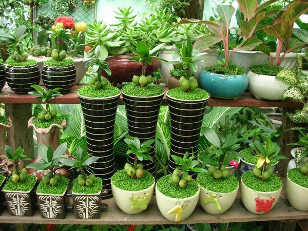  Phòng khách: Phòng khách được xem là nơi hội tụ tài lộc của cả gia đình. Vì vậy, đặt cây trong phòng khách vừa khiến không gian sinh động hơn, vừa giúp ngôi nhà thu được nhiều tài lộc, may mắn. 