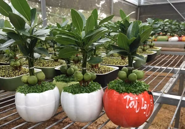  Những vị trí không nên đặt cây tài lộc: Đối diện với tượng thần. Với những gia chủ tin theo đạo Phật sẽ đặt tượng thần tài trong nhà để đảm bảo an toàn cho cả gia đình. 