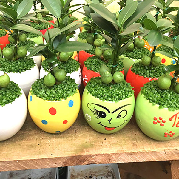 Màu xanh thư giãn chắc hẳn sẽ giúp an thần, giải tỏa tất cả mệt mỏi, muộn phiền cho dân văn phòng thường xuyên stress, mệt mỏi. Với ngoại hình nhỏ xinh, cây tài lộc thường được dùng như món quà tặng cho đối tác, người thân vào dịp khai trương.