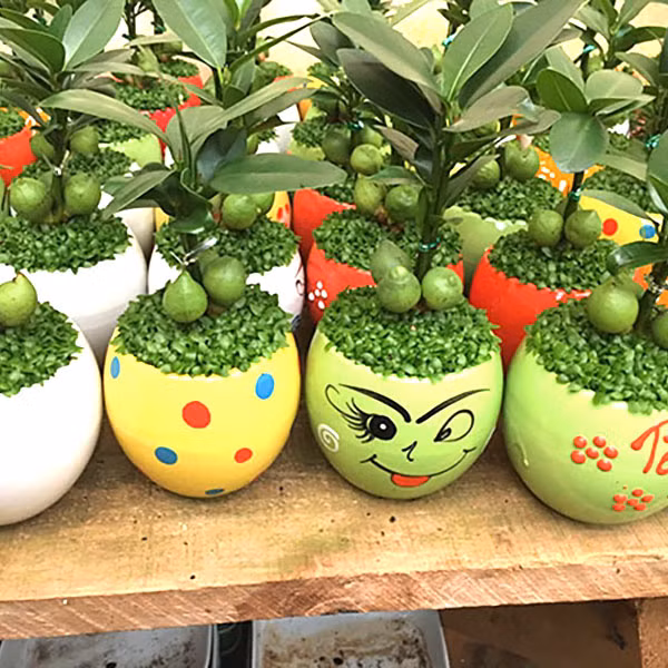 Màu xanh thư giãn chắc hẳn sẽ giúp an thần, giải tỏa tất cả mệt mỏi, muộn phiền cho dân văn phòng thường xuyên stress, mệt mỏi. Với ngoại hình nhỏ xinh, cây tài lộc thường được dùng như món quà tặng cho đối tác, người thân vào dịp khai trương.