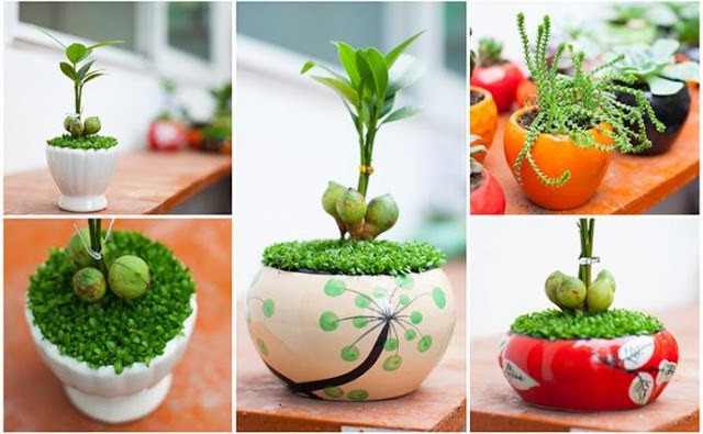 Đặt dưới đèn chùm: Điều kiêng kỵ nữa là không nên đặt cây tài lộc dưới đèn chùm bởi dưới góc độ phong thủy, việc đặt cây tài lộc dưới đèn chùm sẽ làm triệt tiêu chức năng hút tài lộc của cây tài lộc, làm suy yếu rất nhiều khả năng đón nhận tài lộc của cây tài lộc, từ đó ảnh hưởng đến tài vận của cả gia đình và giảm sút tài sản, tăng chi phí hàng ngày. 