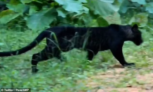 Bao hoa mai den quy hiem xuat hien o An Do