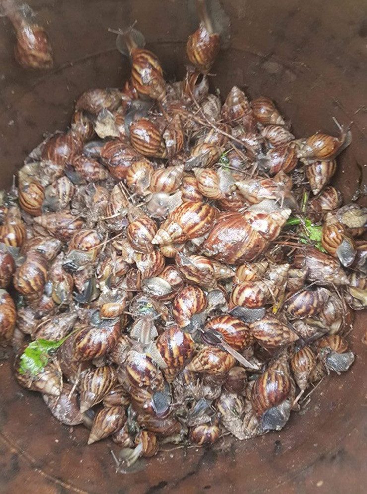 Trước đây, ốc sên có nhan nhản trong vườn. Chúng chuyên phá hoại cây cối vào ban đêm và là con vật ám ảnh với người nông dân