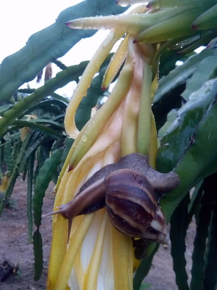 Loài ốc này thường chui xuống đất trú ẩn, ăn lá cây, mầm non hoặc thậm chí là rác nên nhiều nơi không dám ăn thịt ốc sên.