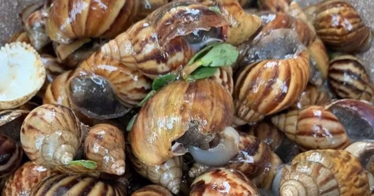 Thế nhưng, ở một số nơi, loài ốc này là đặc sản bán với giá cao hơn cả một số loại ốc khác, thậm chí muốn ăn phải đặt từ nơi khác về.