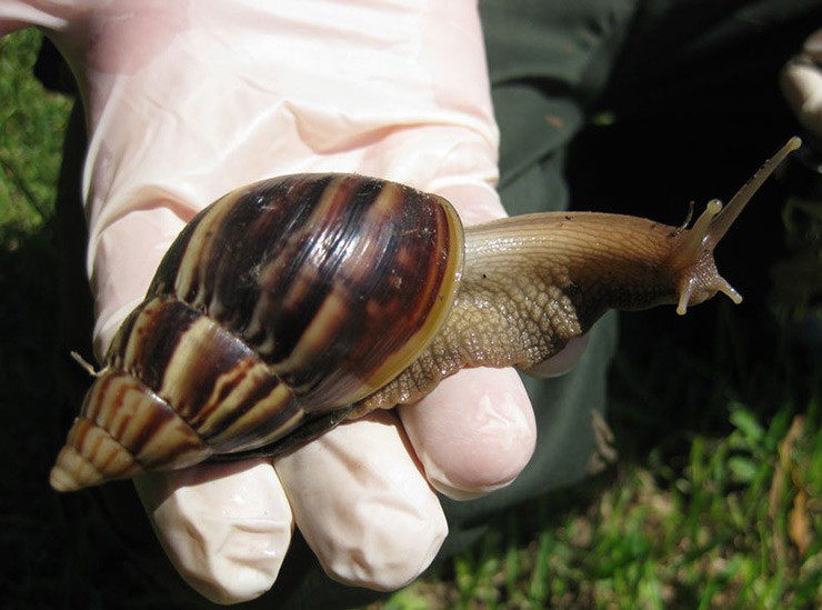 Theo ông Thịnh, chỉ nên ăn phần thịt của ốc sên, bỏ hết phần ruột gan, ống tiêu hóa của chúng sẽ không ảnh hưởng đến sức khỏe.