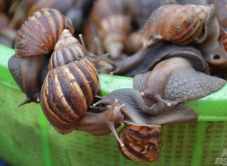 Người bán giới thiệu ốc sên là món ngon của người Thái, ốc cả vỏ giá 15.000 đồng/kg còn riêng đầu đã làm sẵn thì 60.000 đồng/kg. Ốc sên rất giòn và ngọt, hơn thế còn không có mùi lá hay mùi rong rêu như ốc núi.