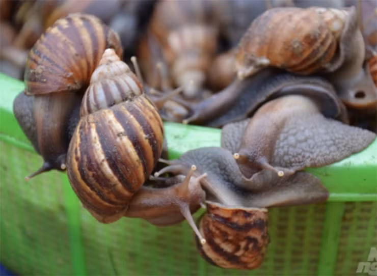 Người bán giới thiệu ốc sên là món ngon của người Thái, ốc cả vỏ giá 15.000 đồng/kg còn riêng đầu đã làm sẵn thì 60.000 đồng/kg. Ốc sên rất giòn và ngọt, hơn thế còn không có mùi lá hay mùi rong rêu như ốc núi.