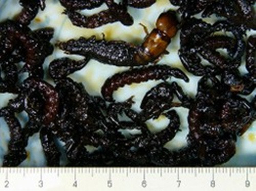 Côn trùng thủy sinh hay còn gọi là Zazamushi là món ăn khá phổ biến tại quốc gia này, nguyên liệu cho món ăn này là những con côn trùng thủy sinh sống tại bờ sông.