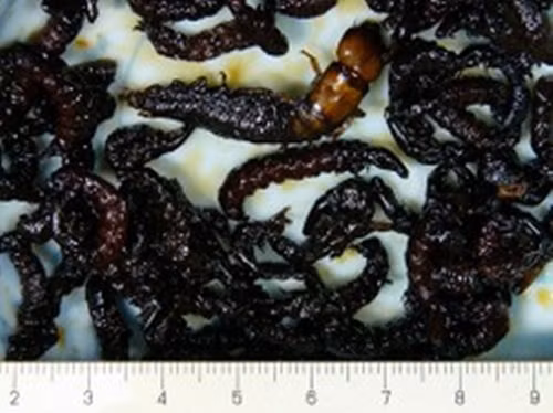 Côn trùng thủy sinh hay còn gọi là Zazamushi là món ăn khá phổ biến tại quốc gia này, nguyên liệu cho món ăn này là những con côn trùng thủy sinh sống tại bờ sông.