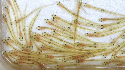 Những con cá nhỏ xíu trong suốt này có tên là Shirouo và chúng được người ta ăn sống, khi bạn ăn món này những chú cá sẽ nhảy trong miệng.