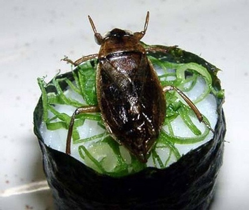 Sushi cà cuống.