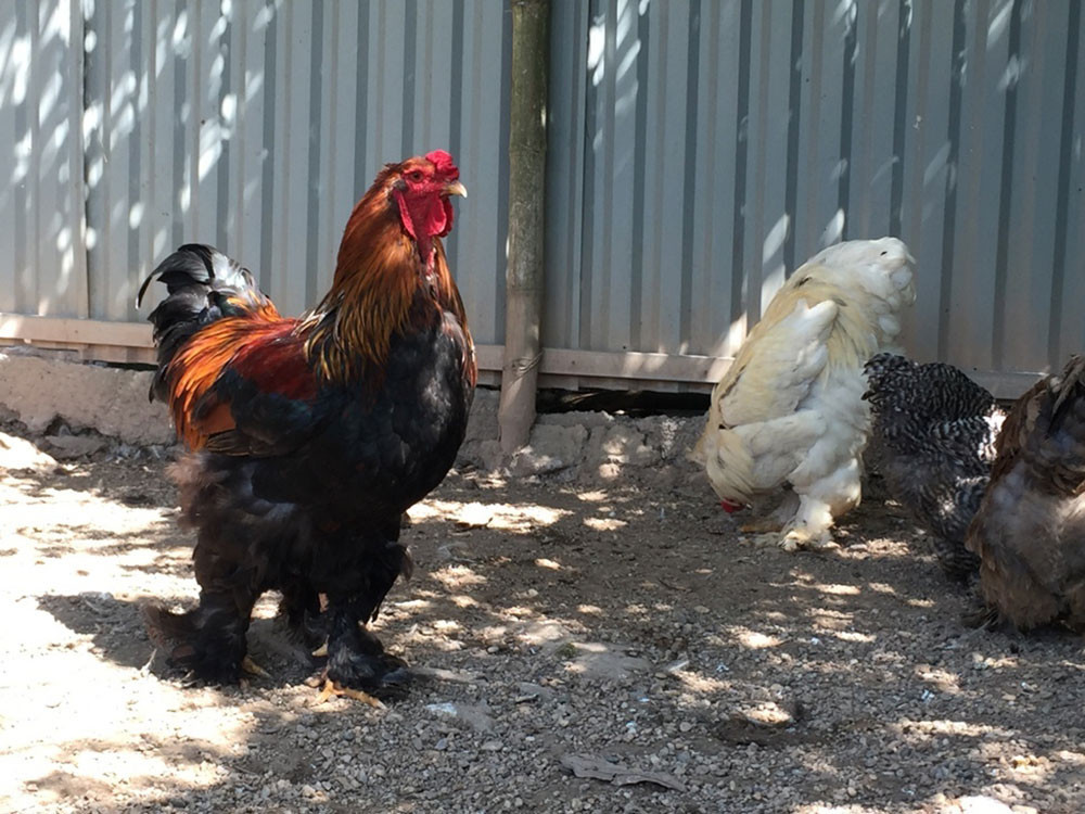 Săn lùng gà độc dị giá chục triệu chơi Tết San lung ga doc di gia chuc trieu choi Tet